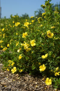 Obraz Potentilla